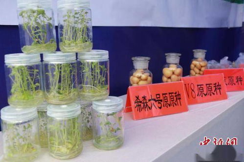 科技賦能，提質(zhì)增效 中國馬鈴薯產(chǎn)業(yè)的主糧化之路與增值探索
